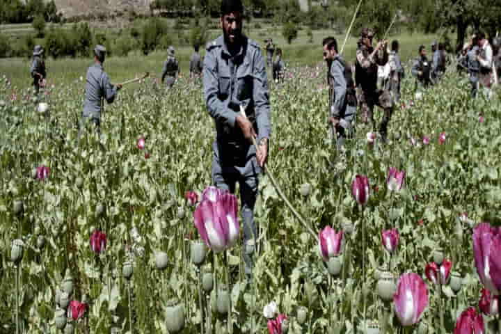 Satellite imagery says poppy cultivation down in Taliban-run southern Afghanistan