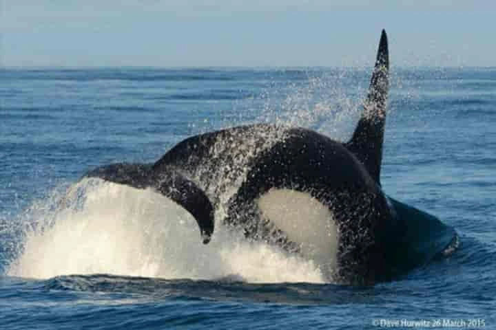 Terror vs Terror: Killer whales on the loose off South African coast frighten ferocious great white sharks