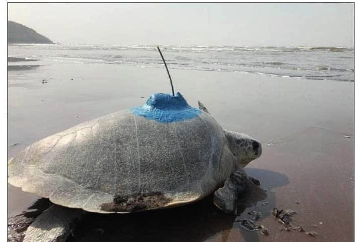 Prathama, the satellite tagged turtle moves 250 km north of Ratnagiri, Maharashtra
