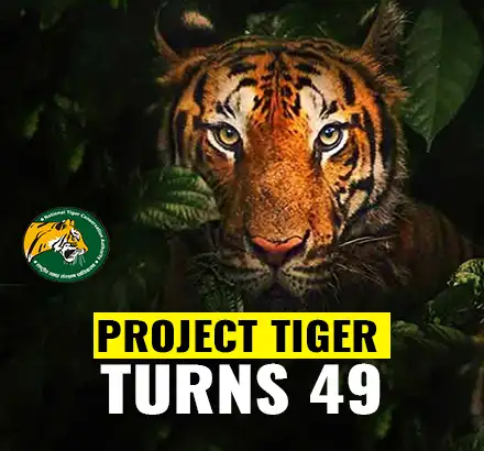 What Is Project Tiger? | Tiger Conservations In India | Tiger Population In India
