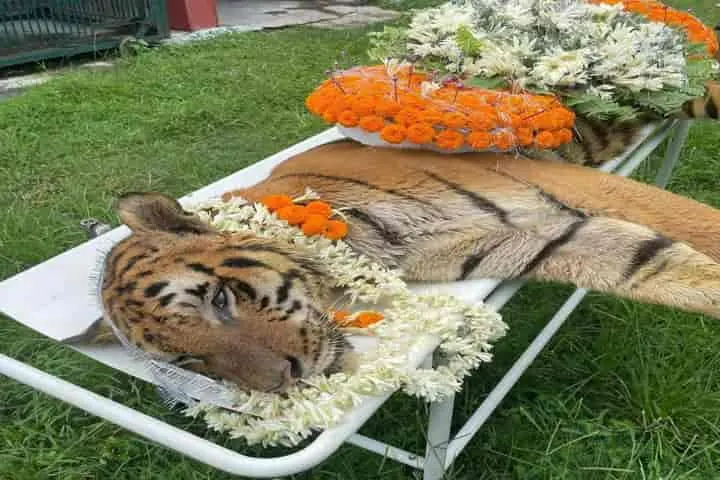 25-year-old Raja, the last Royal Bengal Tiger in captivity passes away