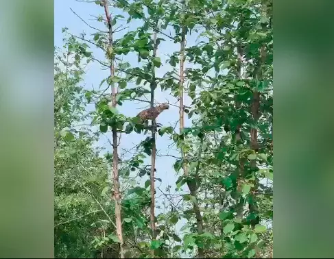 WATCH: Rare sight of leopard hunting baby monkey on a tree