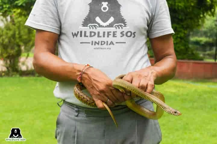 Heavy rains in Delhi compel snakes and monitor lizards to seek refuge in homes and gardens