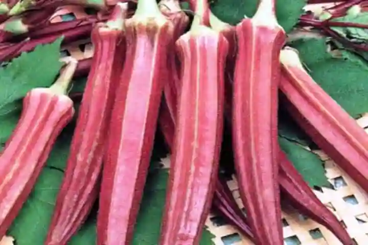 Novel red bhindi vegetable seen as good for heart and diabetes patients