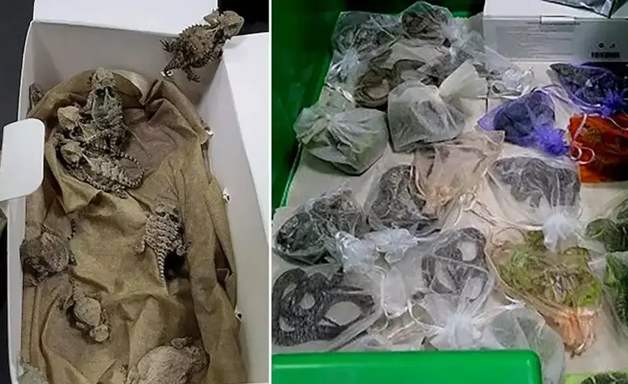 Reptile smuggler caught with 52 snakes and lizards in his clothes