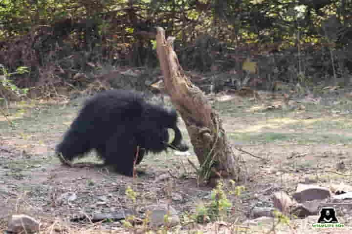 Madhya Pradesh farmers help reunite stranded bear cub with mother and forest