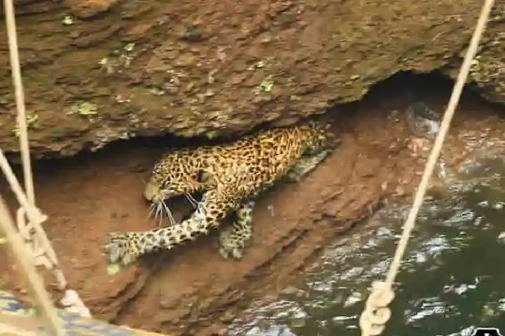 Leopard stuck in a 50 feet deep well in Maharashtra’s Otur village rescued safely