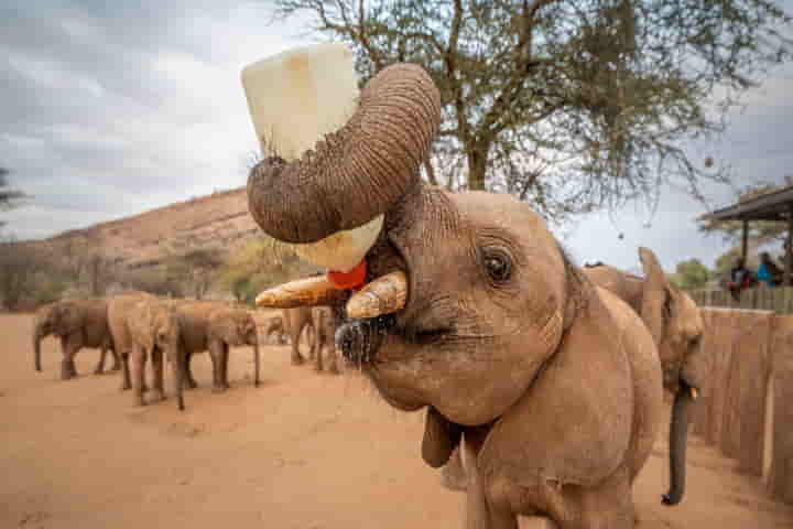 World Elephant Day:  Kenya’s sanctuary raises orphaned baby elephants & returns them to the wild
