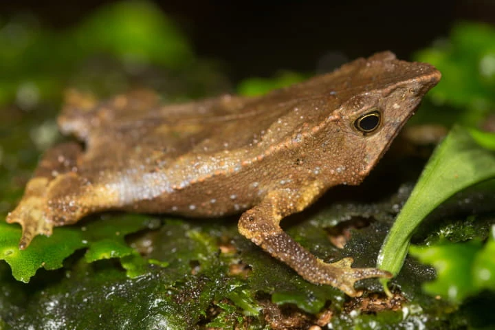 Ecuadoran toad considered mute for last 100 years finally breaks its silence with a song!