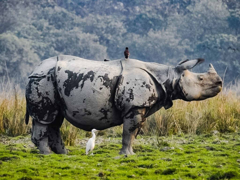 One-horned rhino count rises as Nepal reins in poachers