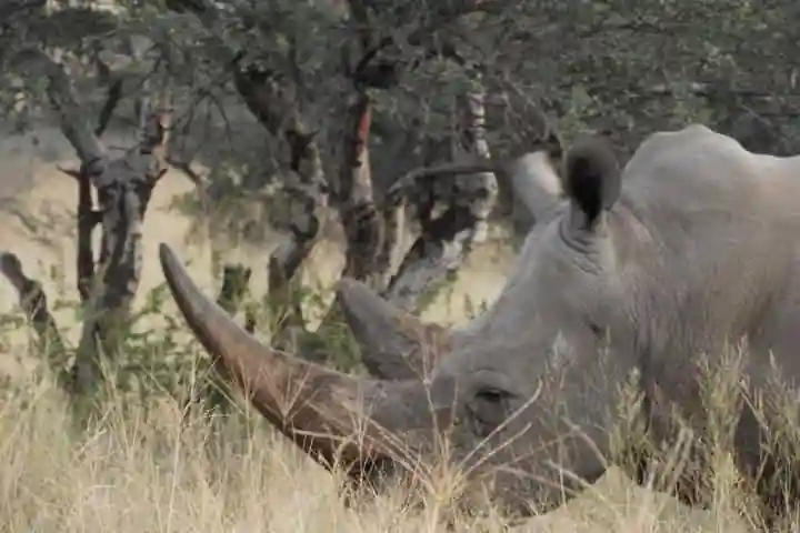 Rhino horns to be injected with radioactive material to deter illegal poaching in South Africa