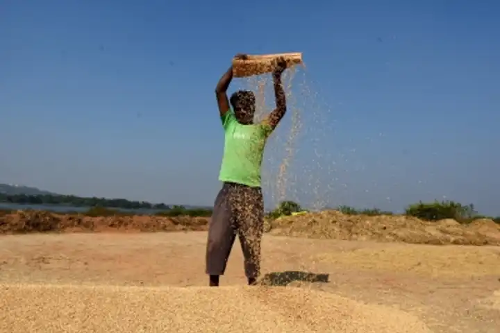 Africa may have to depend more on Indian rice as supplies from China remain static