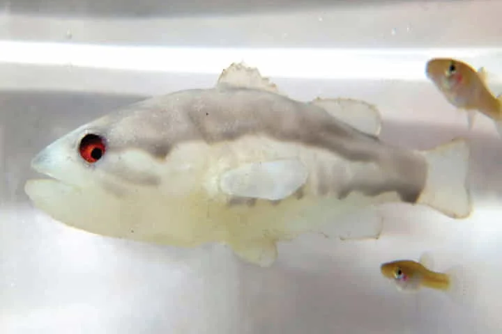 Scientists use robots to rein in rogue mosquitofish