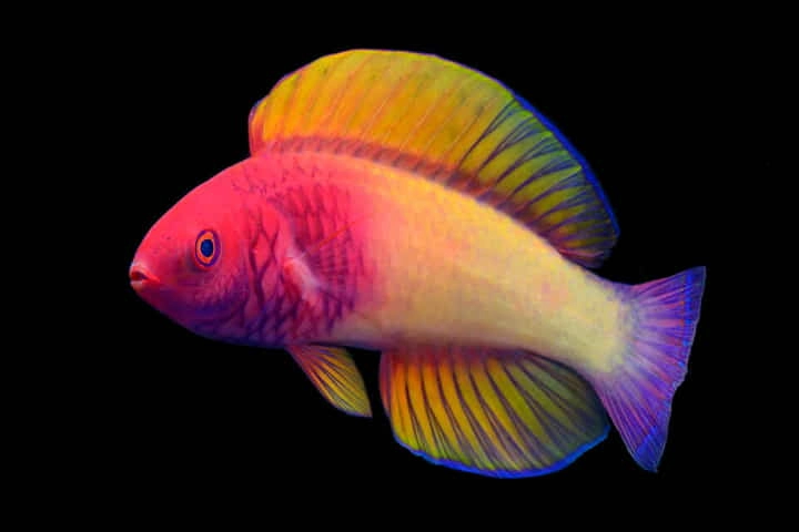 Named after a rose, a colourful fish from the Maldives is the pride of natives