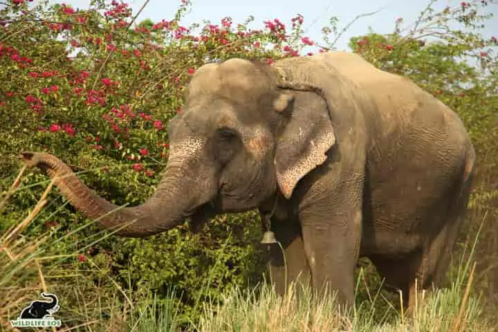 ‘Rosie’ the injured 39-year-old elephant finally gains freedom from begging in Uttar Pradesh