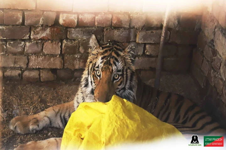 Magnificent Royal Bengal tigress safely rescued by authorities in UP village