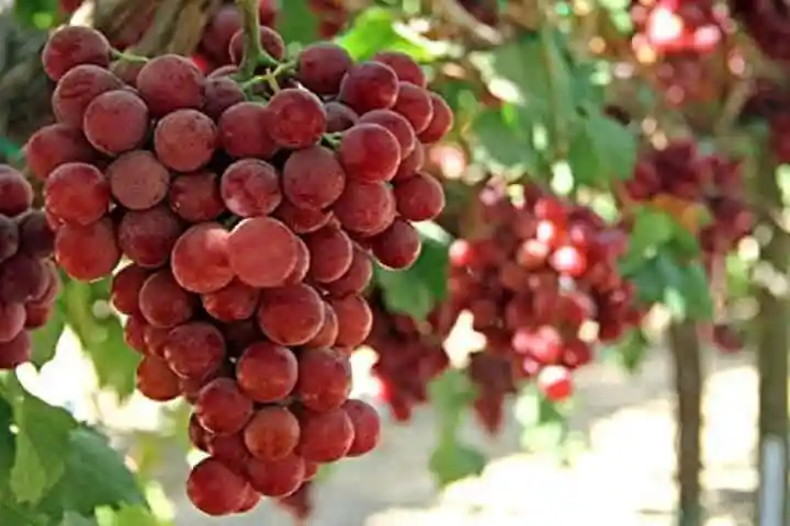 One Bunch Of Ruby Roman Grapes sold by Japan can fetch Rs.33,000!