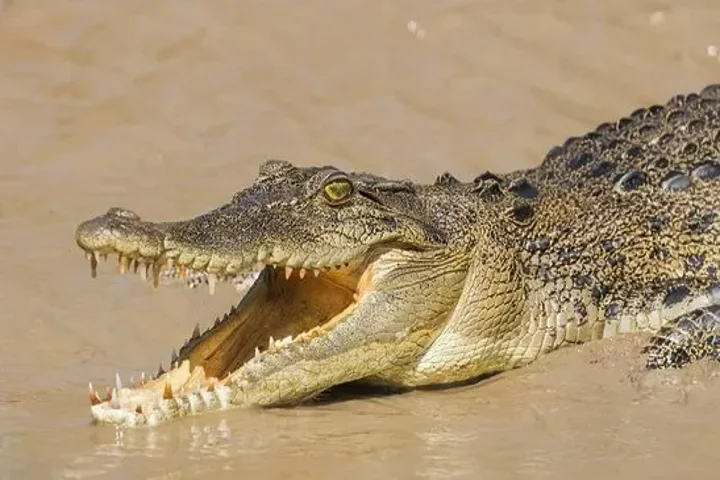 The secret behind the rise of crocodile numbers in Australia