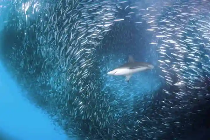 Why do swarms of sardines swim to their death in the warm waters of the Indian Ocean?