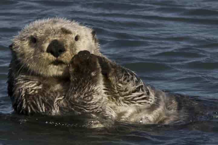 Big eaters, Sea otters have to gorge to keep themselves warm in icy waters  - Indianarrative