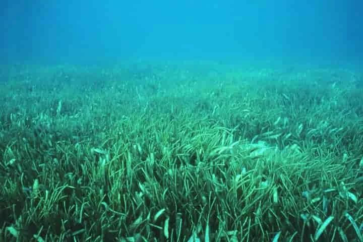Scientists find mountains of sugar beneath seagrass meadows in world’s oceans