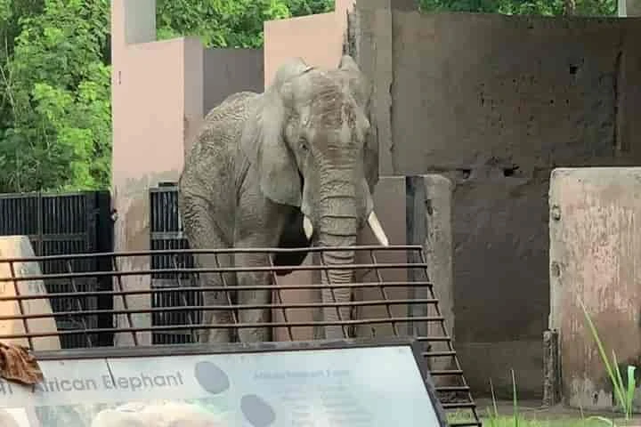 High Court tells Delhi Zoo to import mate from South Africa for lonely Zimbabwe elephant Shankar