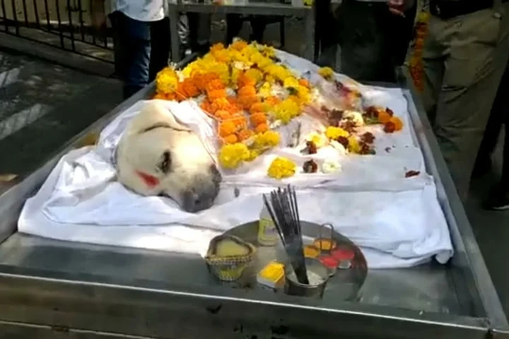 Braveheart Simba – Mumbai’s bomb squad dog cremated with 3-gun salute