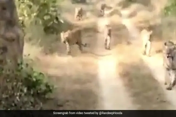 Video: Rare sight of 6 tigers walking together in forest