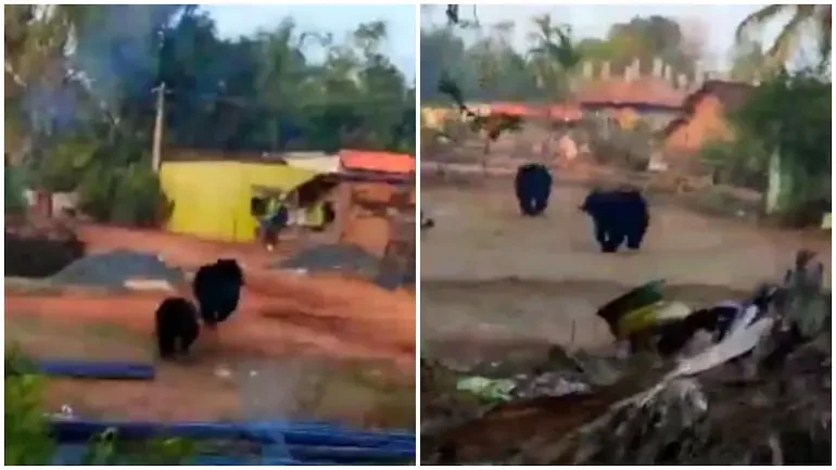 Video of villagers chasing sloth bears to the forest