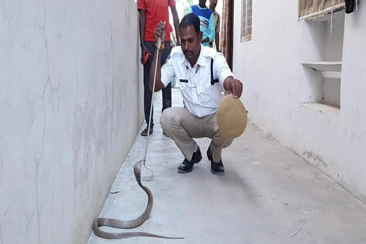 Telangana’s snake saviour rescues injured cobra for treatment