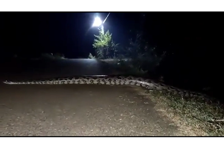 Video: Giant 30 feet long snake near school in Odisha’s Nabarangpur district triggers scare
