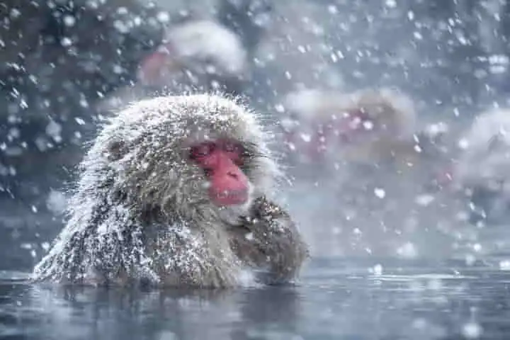 Japan’s Snow Monkeys Survive Harsh Winter By ‘Fishing’ Live Creatures From Streams