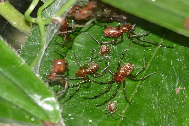 Scientists solve the mystery of how spider gangs plan attacks