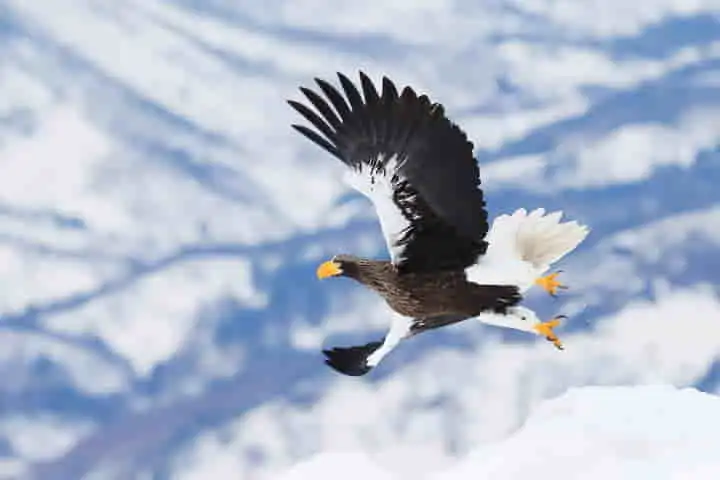Losing its way and landing in Canada, will the Lone Sea Eagle head back home to Asia?