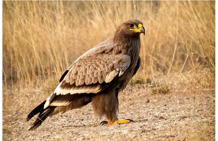 Tawny and Steppe eagles: Birds of the same feather?