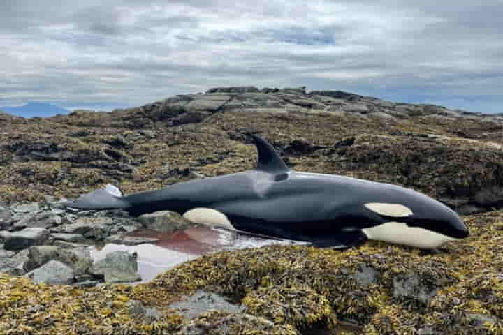 With help from lion-hearted sailors stranded killer whale gets a new lease of life