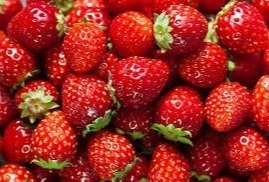 Farmers turn to strawberries for better returns