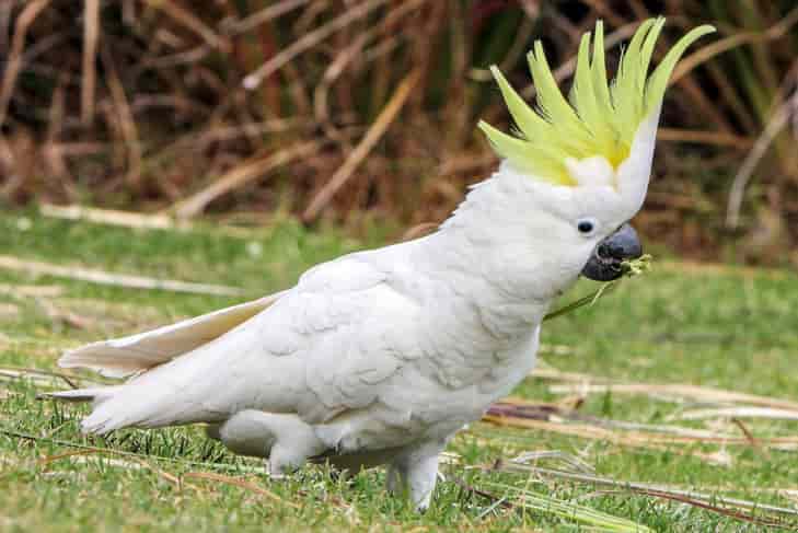 Smart sulphur-crested parrots learn to open trash bins and pass it to their peers!