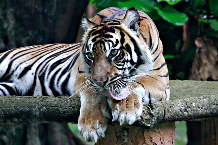 Rare Sumatran tigers, Tino and Hari, recover from Covid in Indonesian zoo