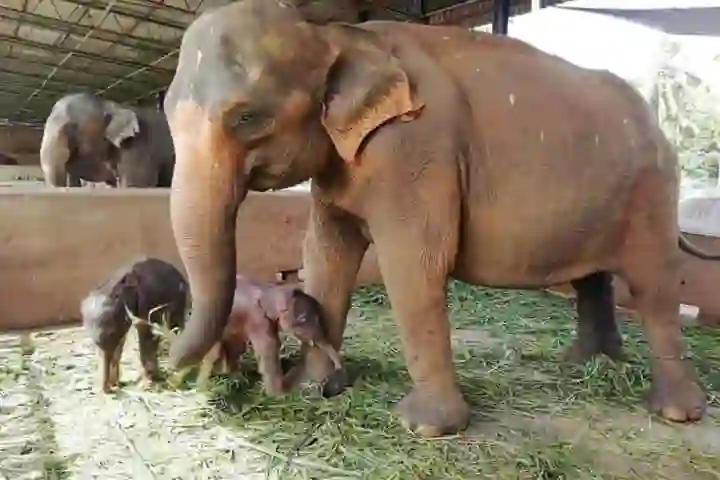 Arrival of male twins cheers Sri Lanka’s elephant orphanage
