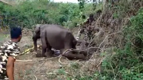 Watch: Tamil Nadu forest dept  staff get ailing wild elephant lying helplessly, back on its feet again