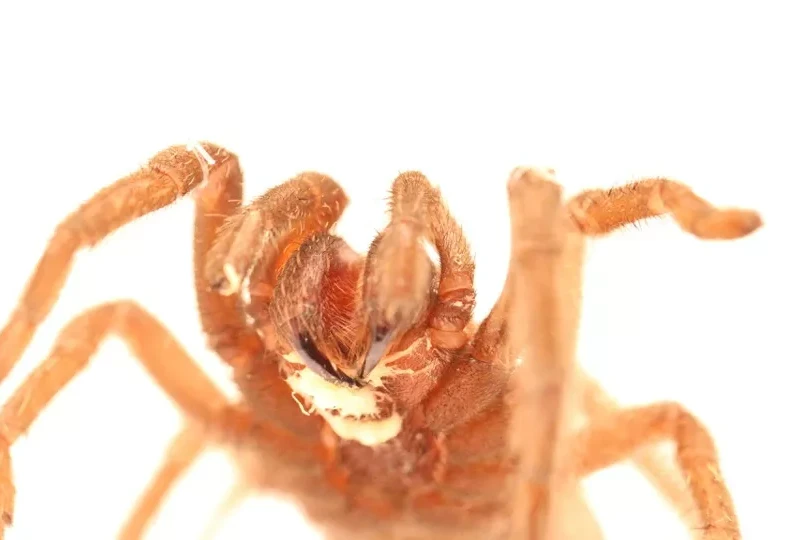 Scientists discover worm that chokes deadly tarantula spider to death