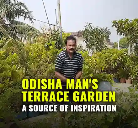 Meet ‘Nature Lover’ Dharani Kumar Dey From Odisha, Whose Terrace Garden Is Home To 40 Different Plants, Trees