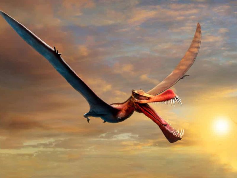 “Flying dragon” Thapunngaka shawi dominated Australian skies 105 million years ago