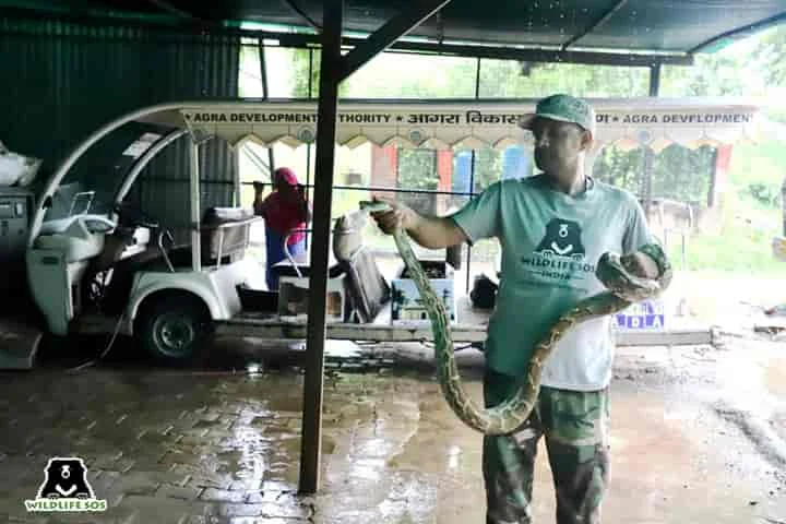 Heavy rains in Agra force snakes to seek shelter in e-rickshaws, schools