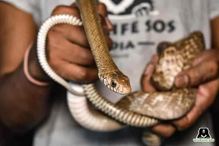 5-foot-long Indian Rat snake pays unexpected visit to a family in Delhi