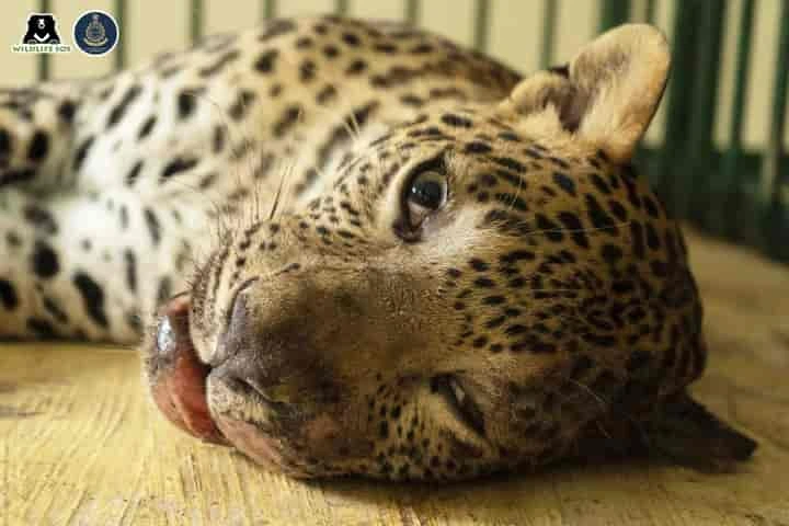 Male leopard critically injured in hit-and-run highway accident near Pune