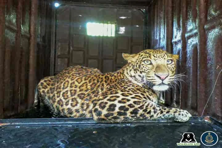 Sigh of relief for villagers near Pune as intruding leopard rescued after 10-hour-long operation