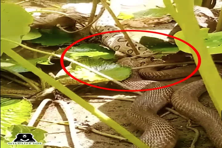 Caught on Camera: India’s deadliest snakes – Cobra and Russell’s Viper fight to the finish