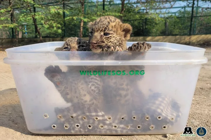 Prompt action by villagers reunites two lost leopard cubs with mother in Maharashtra